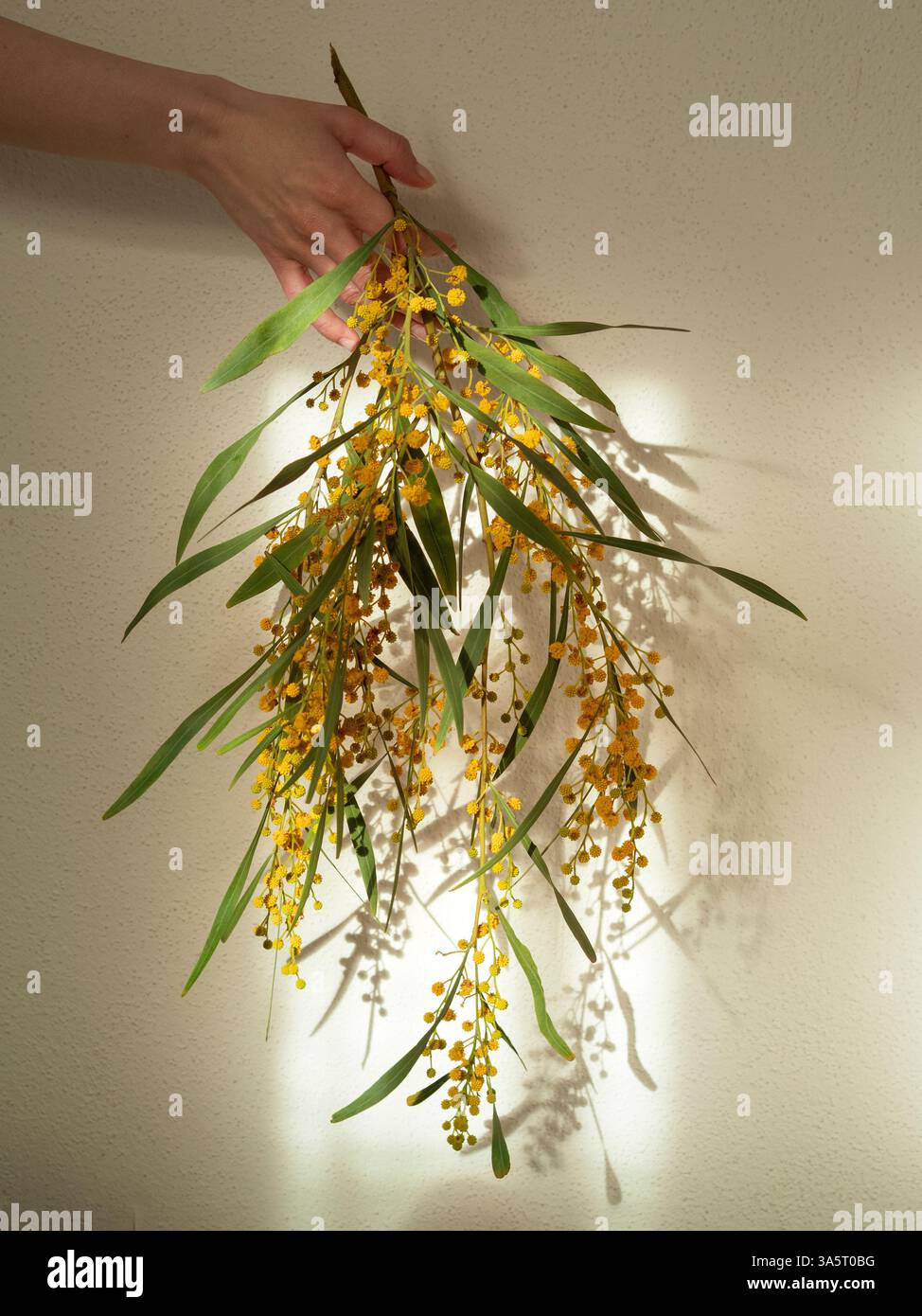 Mimosa-Zweig Gegen Die Weiße Wand Halten Stockfoto
