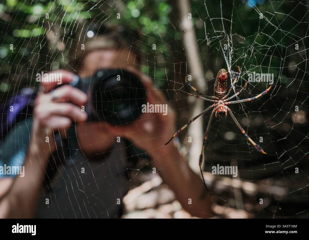 Frau fotografiert massive Spinne auf St. John, Jungferninseln. Stockfoto