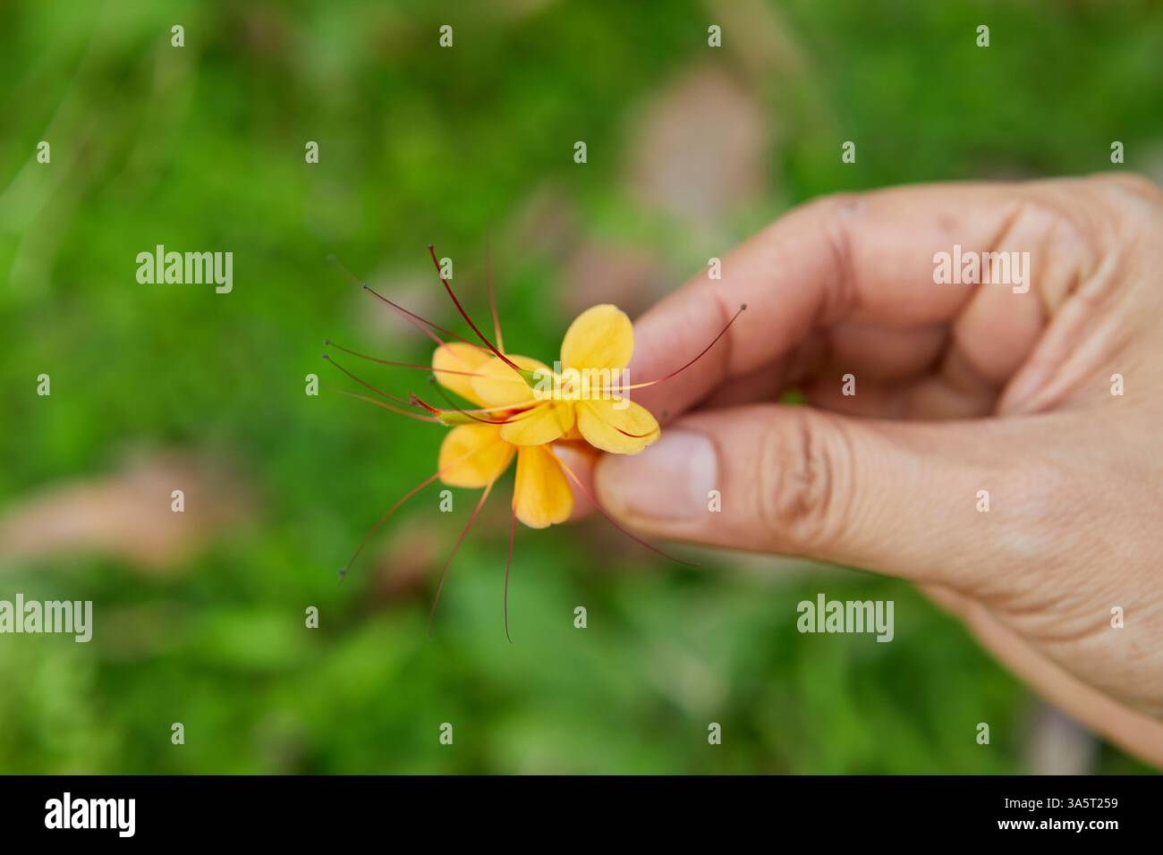 Beschnittene Hand einer Frau, die gelbe Wildblume hält Stockfoto