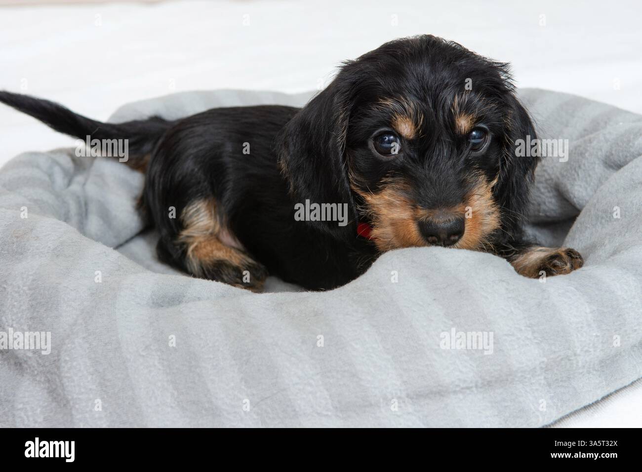 Auf dem Bett liegt ein kleines, mit Drahthaaren versehenes Dackel-Hündchen. Porträt des Hundes. Süße Haustiere Stockfoto