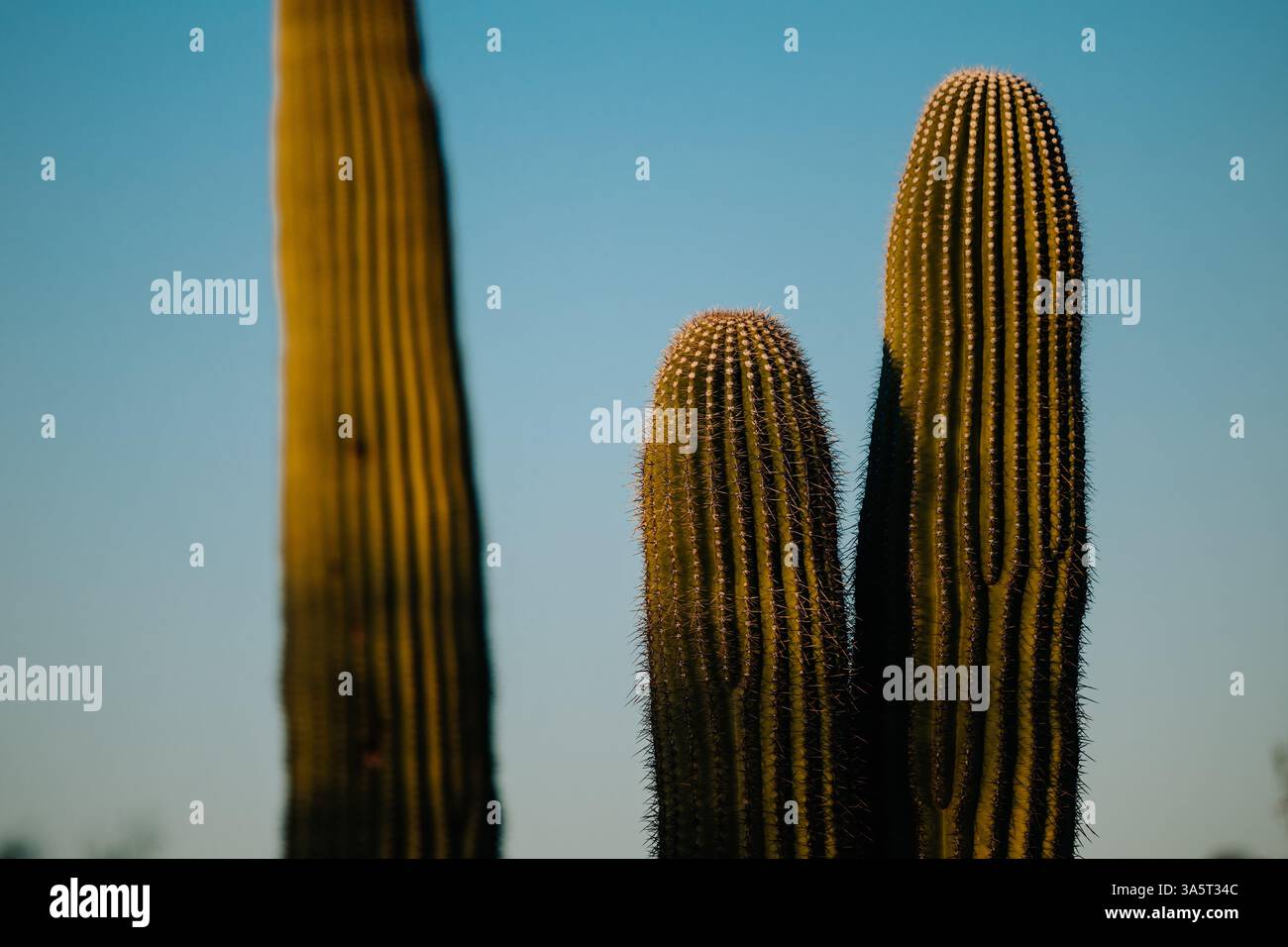 Saguaro Cactus im Nationalpark in Tucson, Arizona bei Sonnenuntergang Stockfoto