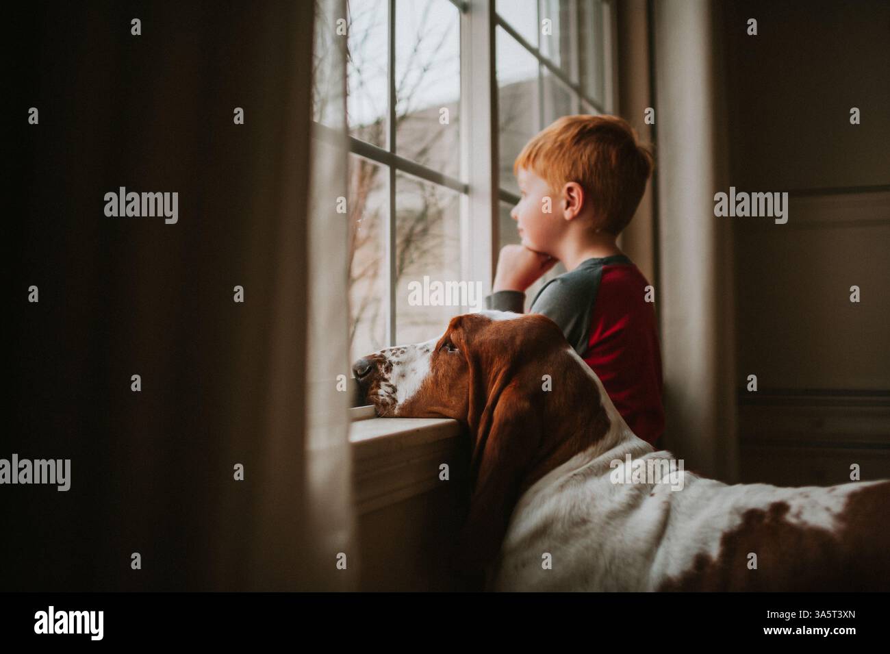 Basset-Hund sitzt mit einem 3-jährigen Jungen, der aus dem Fenster schaut Stockfoto