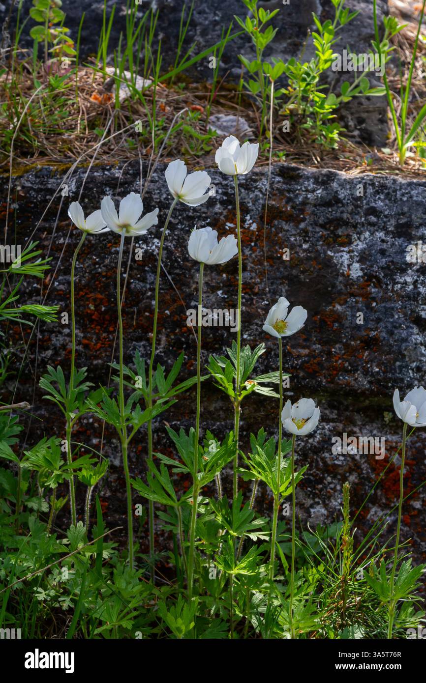 Anemonoides sylvestris Anemone sylvestris, auch als Schneeglöckchenanemone oder Schneeglöckchenwindblume bekannt, ist eine ausdauernde Pflanze, die im Frühjahr blüht. Stockfoto