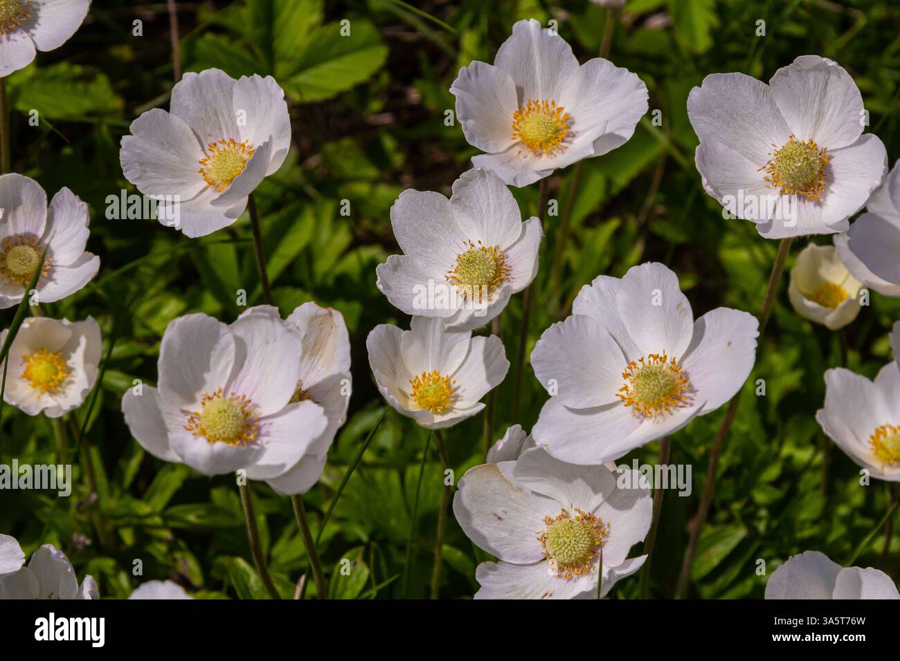 Anemonoides sylvestris Anemone sylvestris, auch als Schneeglöckchenanemone oder Schneeglöckchenwindblume bekannt, ist eine ausdauernde Pflanze, die im Frühjahr blüht. Stockfoto