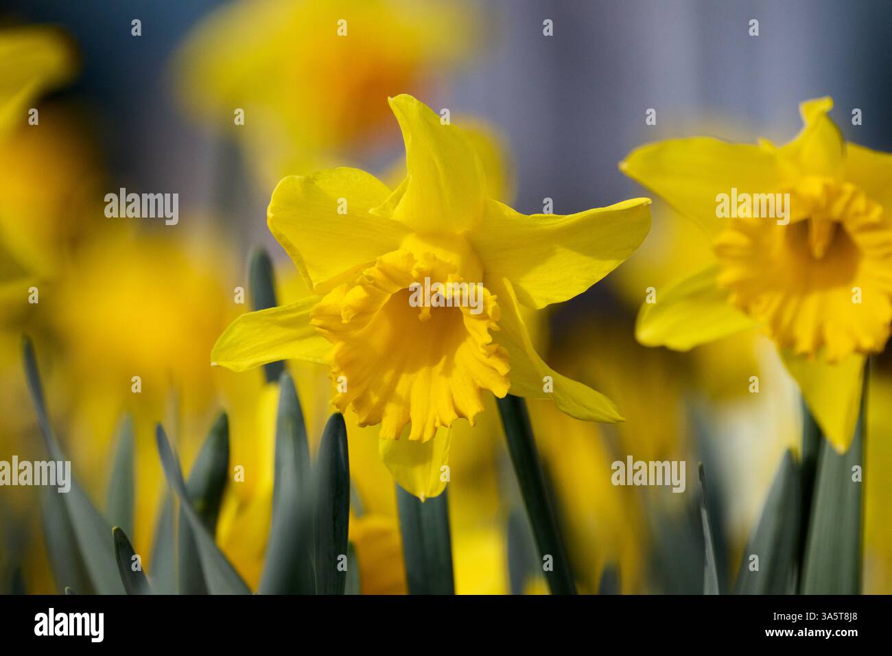 Eine lebendige Nahaufnahme von leuchtend gelben Narzissen in voller Blüte, mit zarten Blütenblättern und trompetenförmigen Koronas Stockfoto