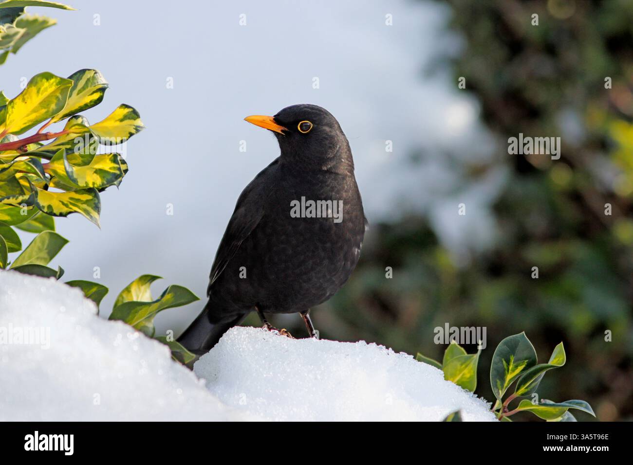 SCHWARZVOGEL (Turdus merula) auf einem schneebedeckten Garten stechpalmenbusch, Großbritannien. Stockfoto