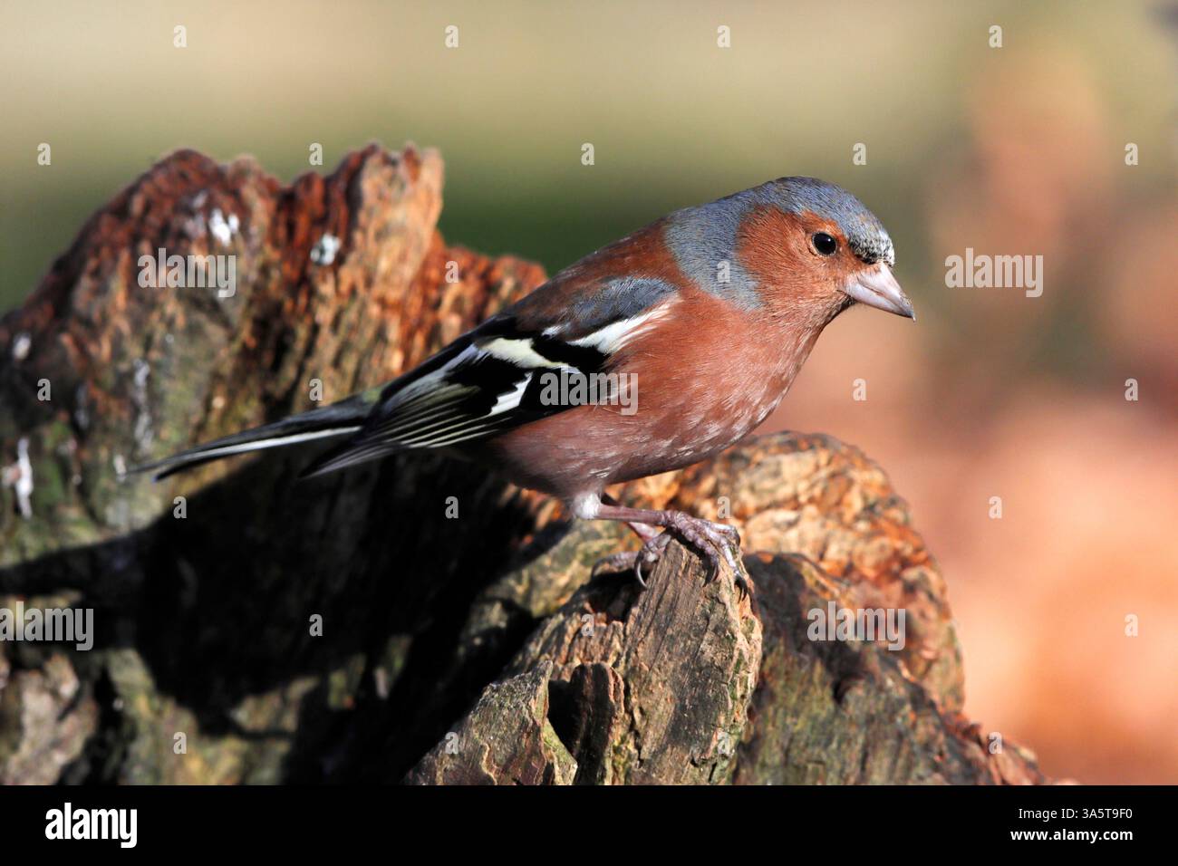 CHAFFINCH, GROSSBRITANNIEN. Stockfoto