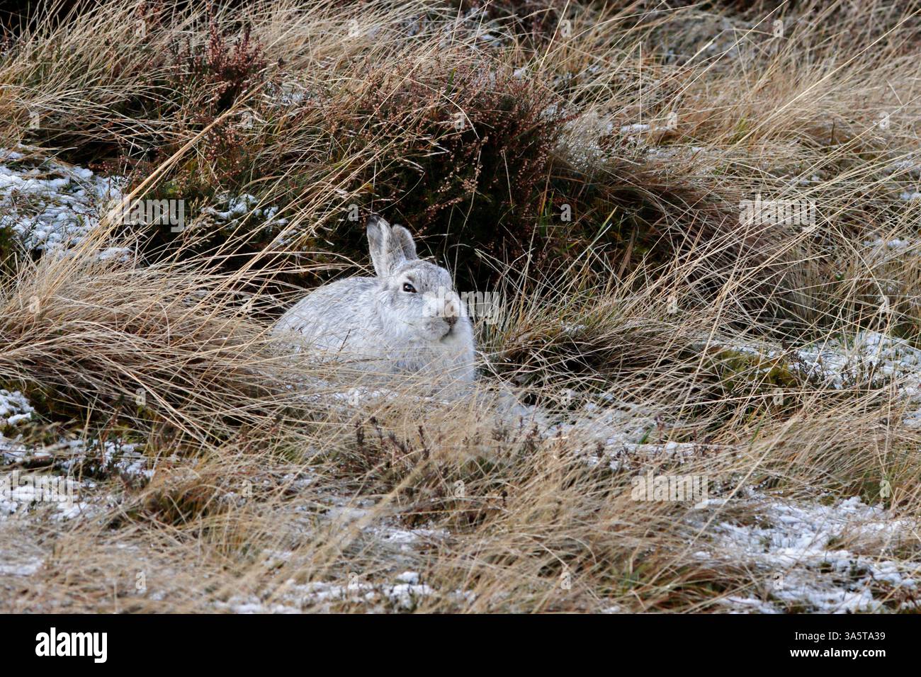 BERGHASE im weißen Fell, Schottland, Großbritannien. Stockfoto