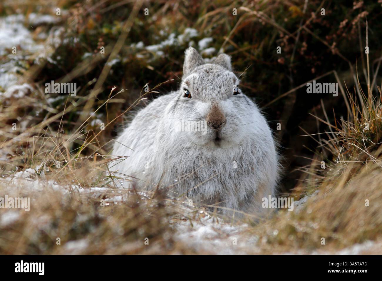 BERGHASE (Lepus timidus) im weißen Fell, Schottland, Vereinigtes Königreich. Stockfoto