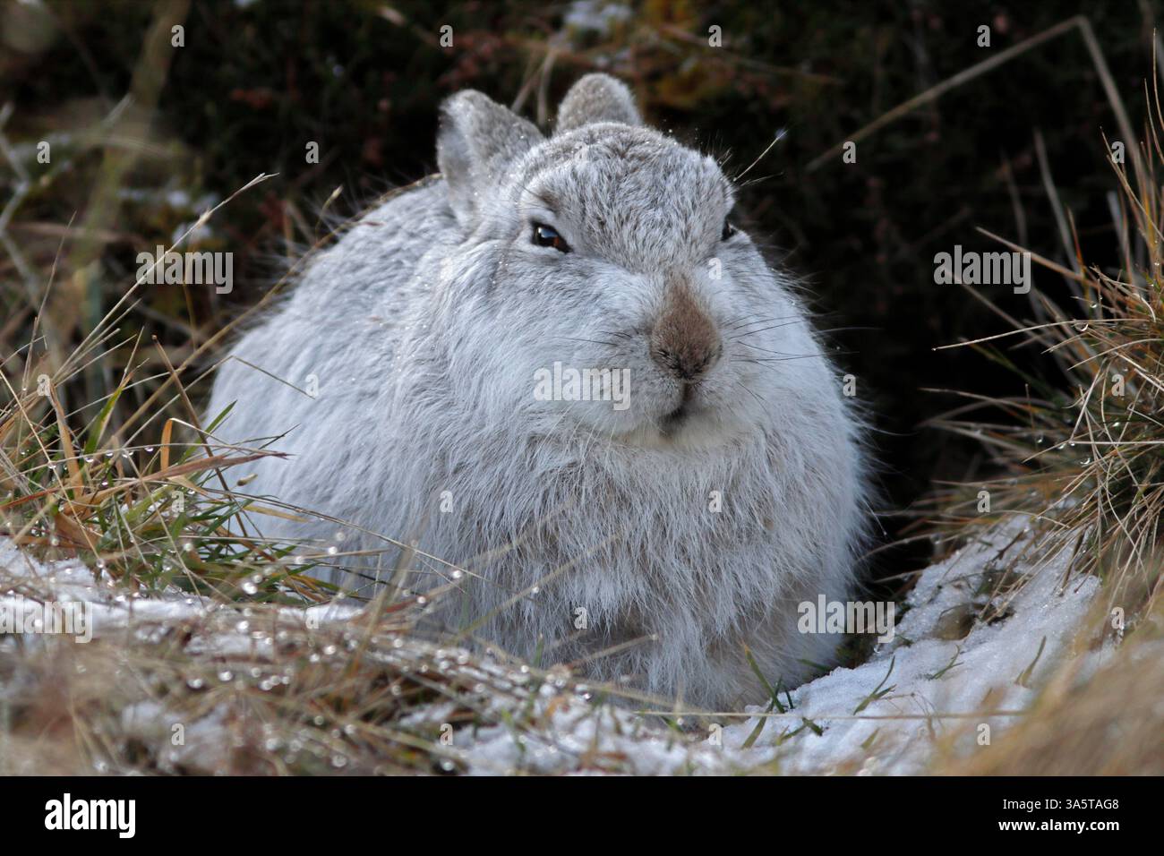 BERGHASE im weißen Fell, Schottland, Großbritannien. Stockfoto