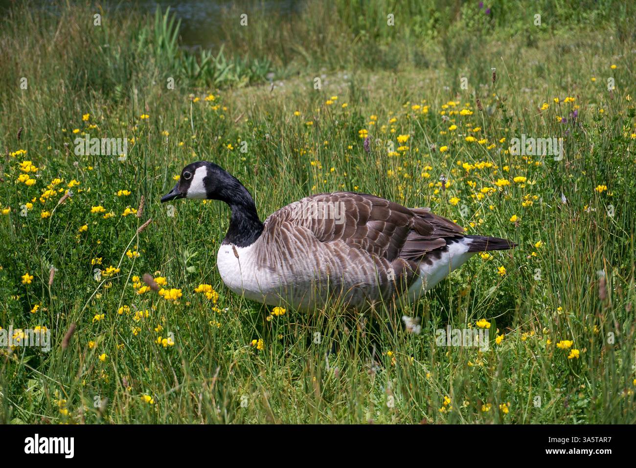 Kanadas Gans, der durch wilde Blumen wandert. Wandernder Wasservogel in Großbritannien Stockfoto