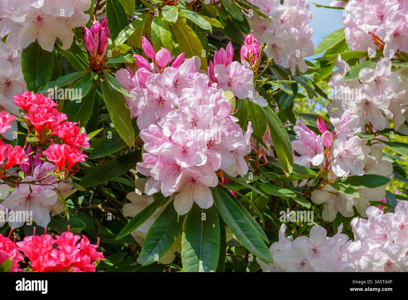 Frühlingsblüte von Rhododendronblüten am Gartenstrauch. Hübsche Häufchen rosa und weißer Blumen Stockfoto