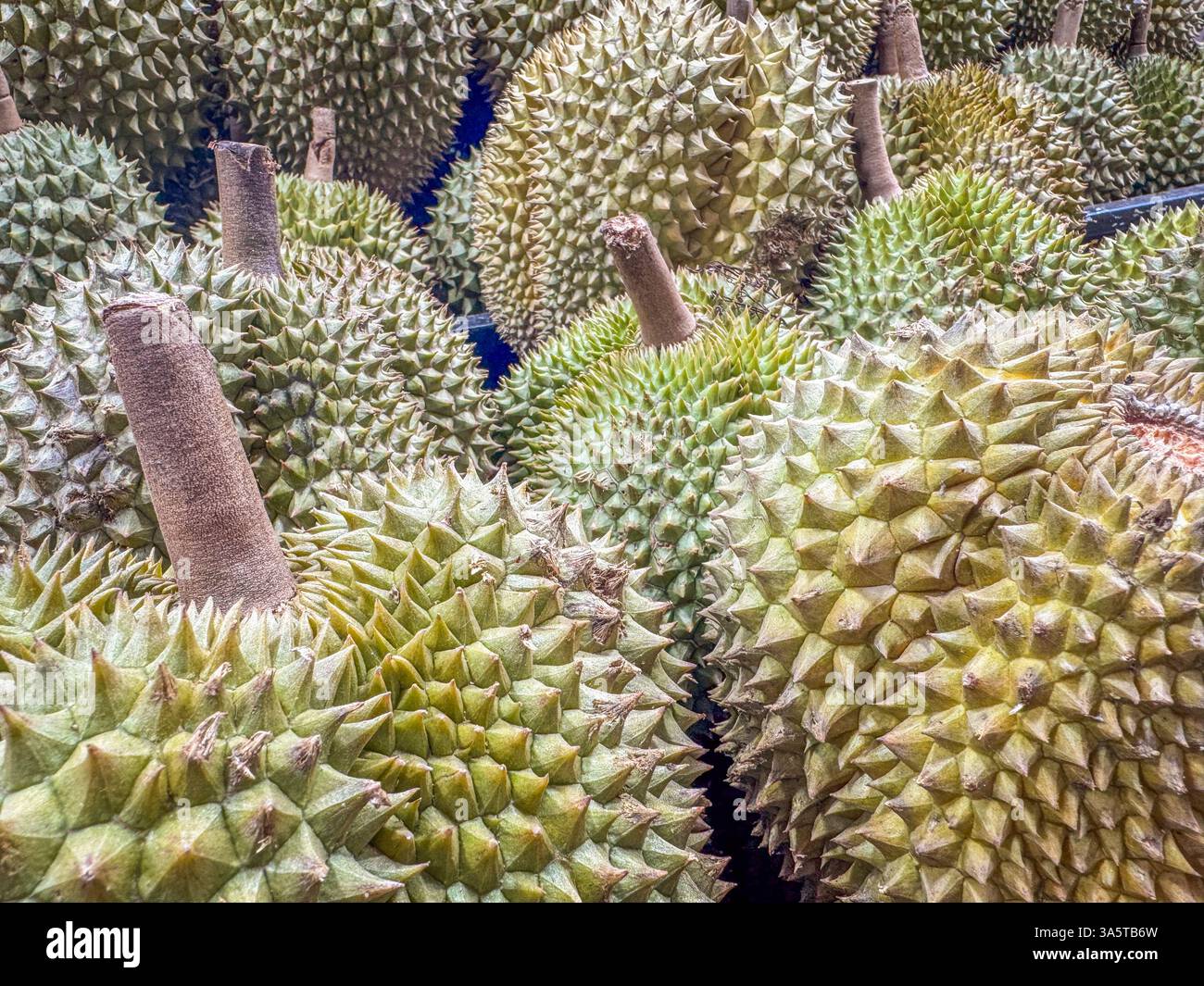 Jack-Fruit (Artocarpus heterophyllus), Obst wird auf dem chinesischen Markt in der Stadt China in Singapur, Asien, ausgestellt Stockfoto