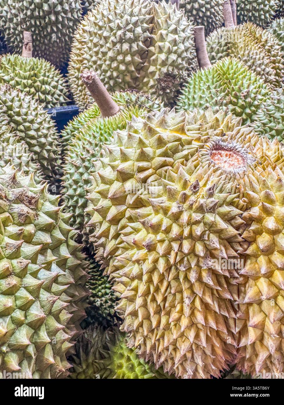 Jack-Fruit (Artocarpus heterophyllus), Obst wird auf dem chinesischen Markt in der Stadt China in Singapur, Asien, ausgestellt Stockfoto