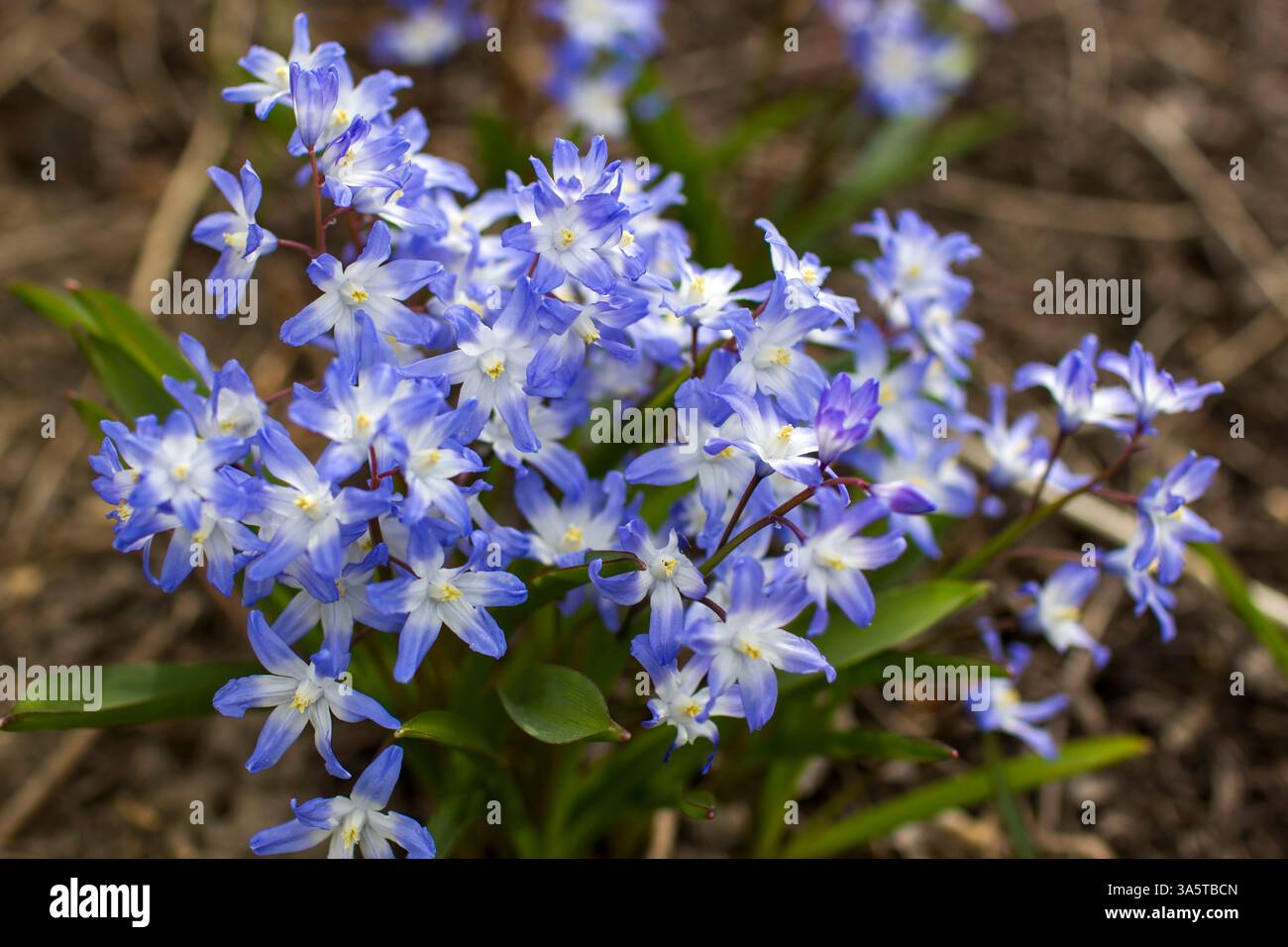 Scilla siberica - Blaue Scilla Squill Blume im Frühjahr - Solft Focus Stockfoto