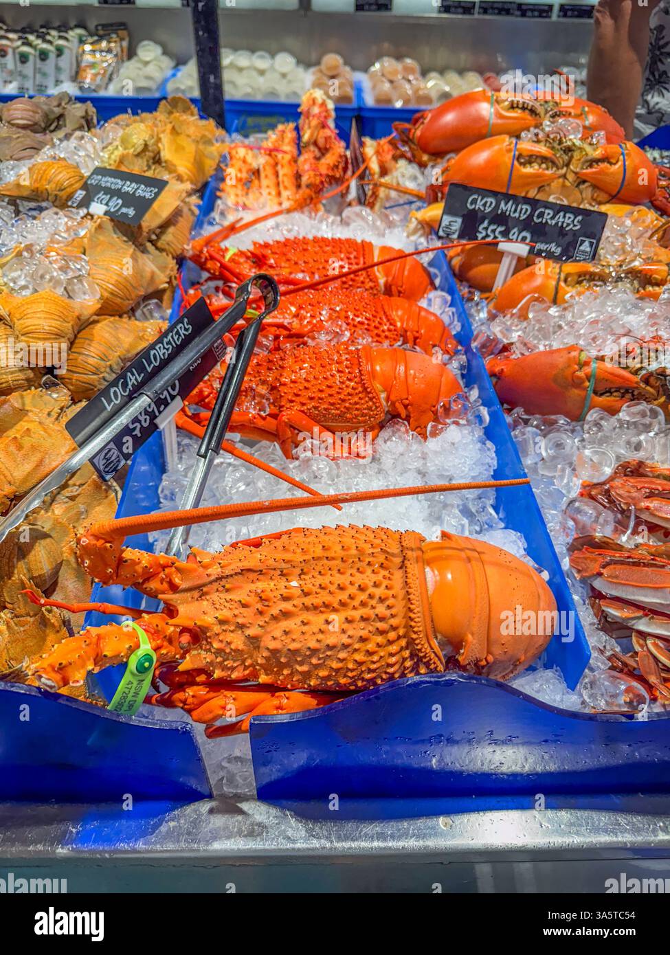 Hummer gekocht, gekocht, rot, werden als Meeresfrüchte auf dem australischen Fischmarkt angeboten. Gold Coast, Queensland, Australien Stockfoto
