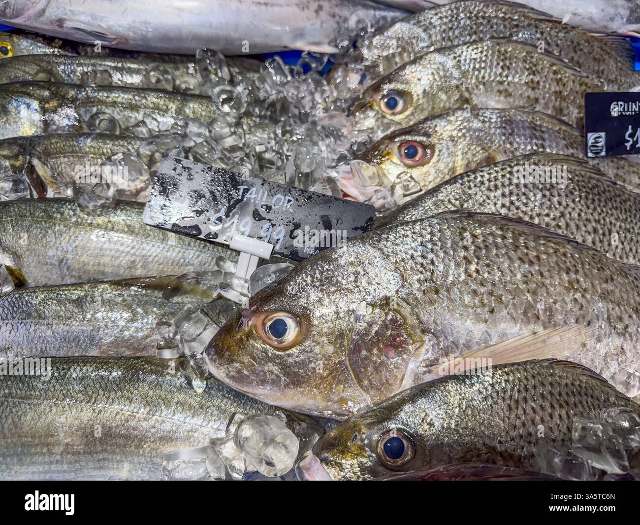 Fisch, Meeresfrüchte auf einem Fischmarkt. Fisch liegt auf Eis auf einem Tablett. Gold Coast, Queensland, Australien Stockfoto