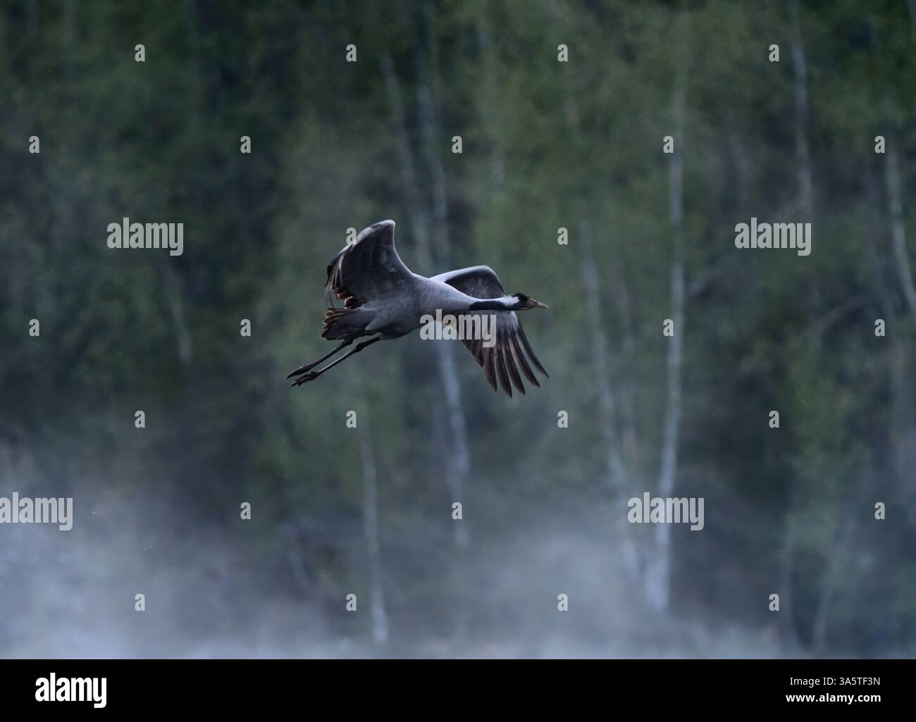 Gewöhnlicher Kran (Grus grus) fliegt im Frühmorgendnebel im Frühjahr Stockfoto