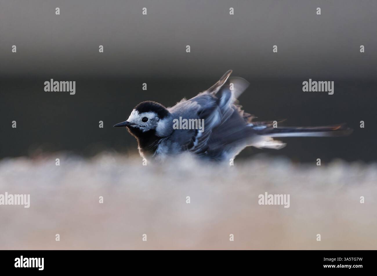 Der weiße Bachstelz (Motacilla alba) wackelt am Frühlingsmorgen seine Federn. Stockfoto