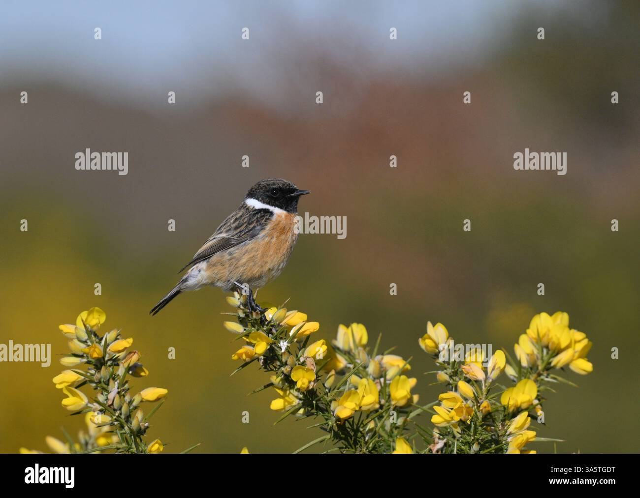 Schwarzkehlchen - Saxicola torquata Stockfoto