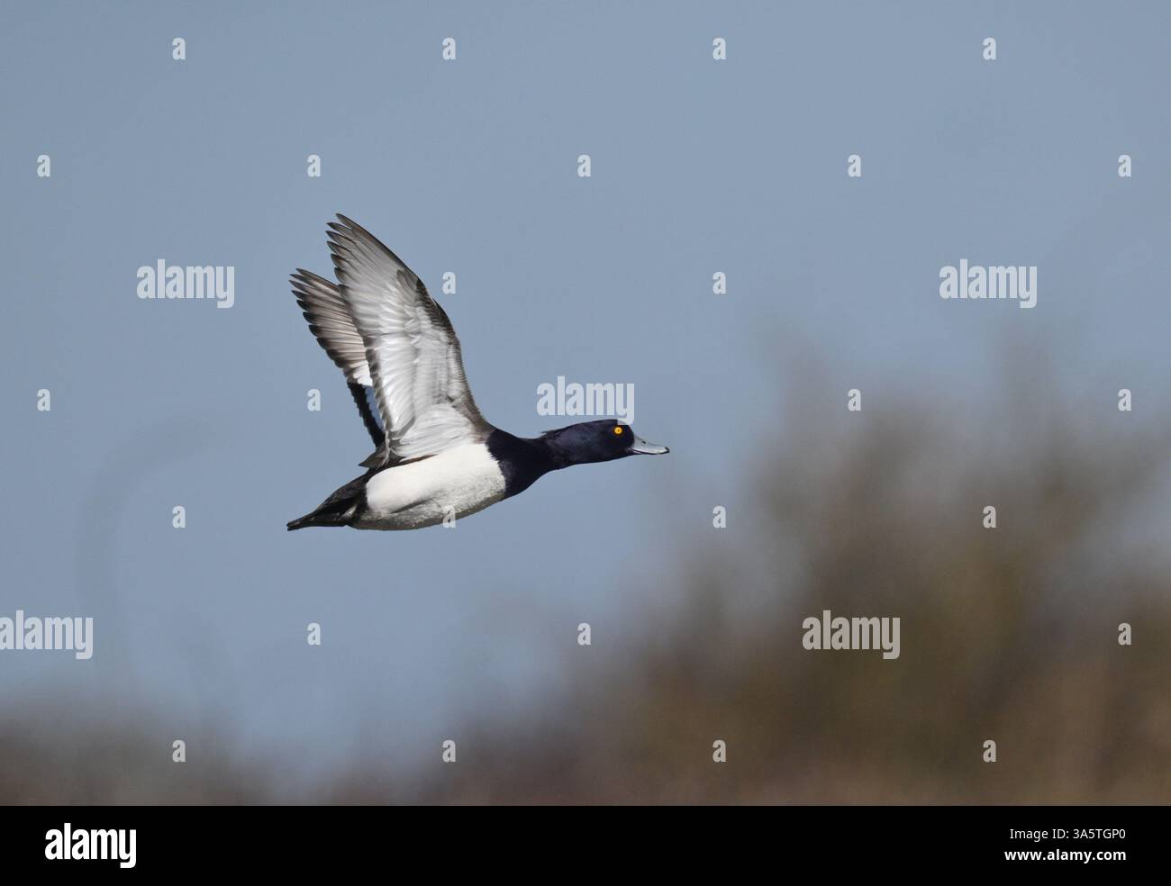 Reiherenten - Aythya fuligula Stockfoto