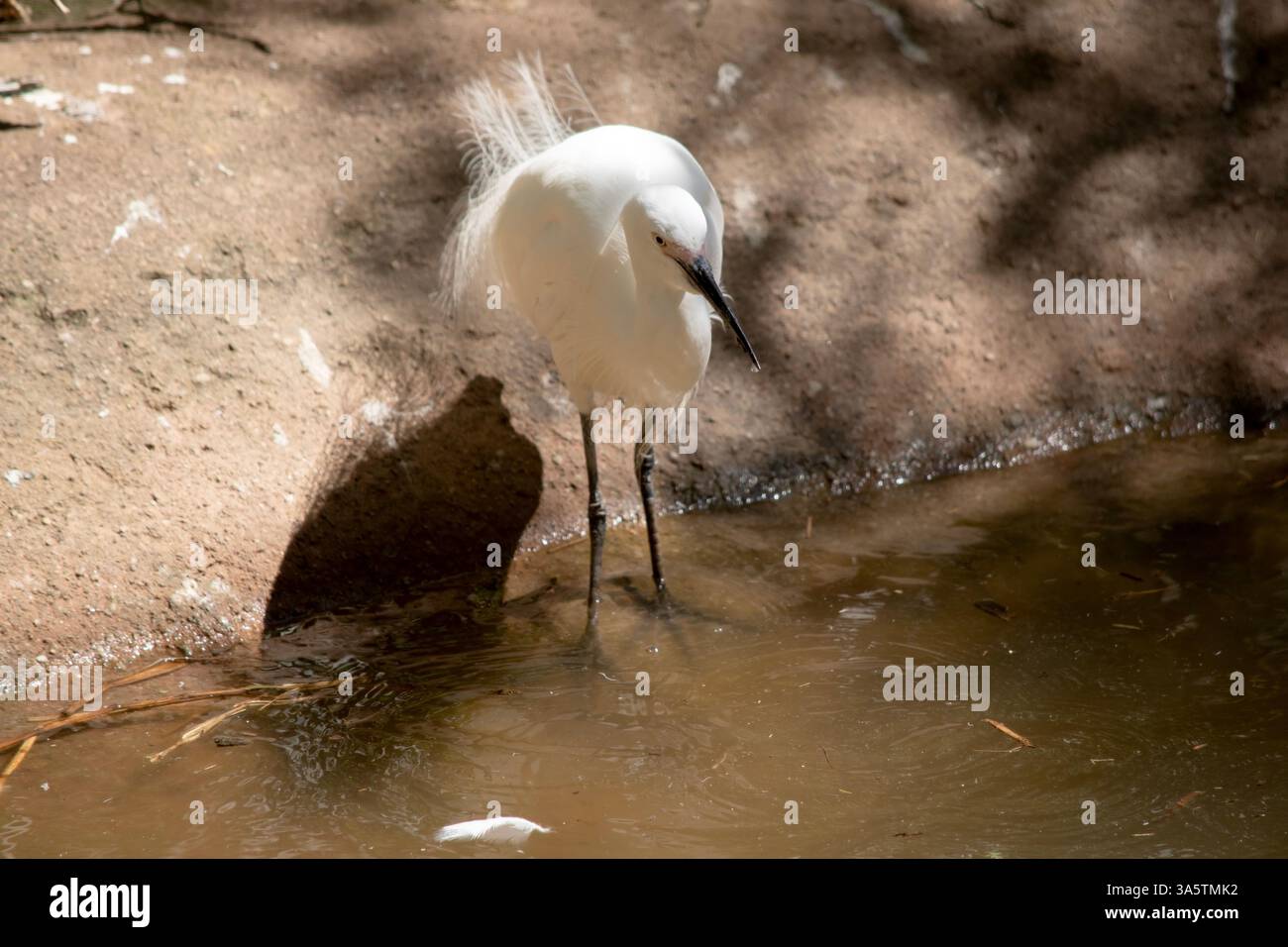 Der kleine Reiher hat einen relativ kurzen, dicken Hals, einen stabilen Schirm und eine gekrümmte Haltung. Es ist hauptsächlich weiß mit schwarzem Schnabel Stockfoto