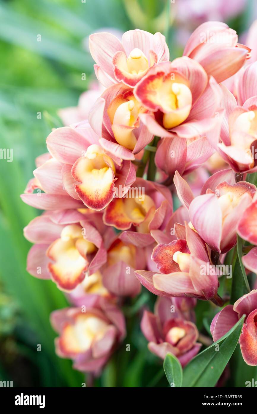 Pink Cymbidium Orchidee, im Garten auch als Bootsorchideen bekannt. Stockfoto