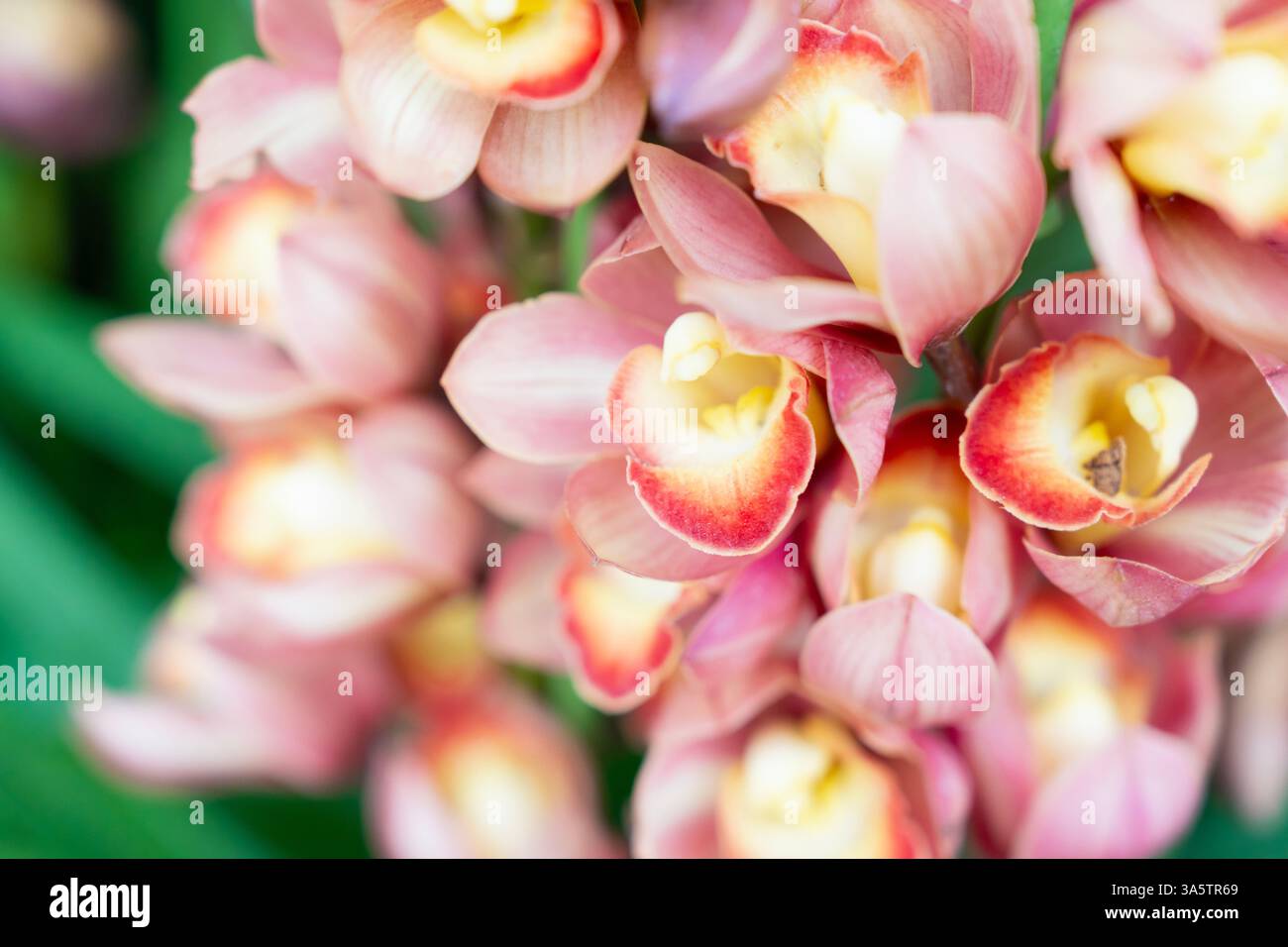 Pink Cymbidium Orchidee, im Garten auch als Bootsorchideen bekannt. Stockfoto