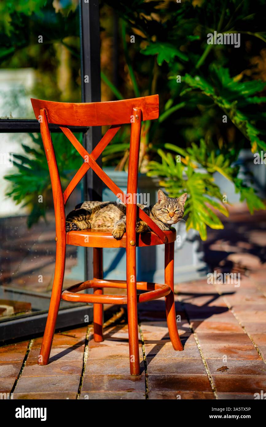 Lazy Tabby Cat genießt einen sonnigen Tag auf einer Terrasse Stockfoto