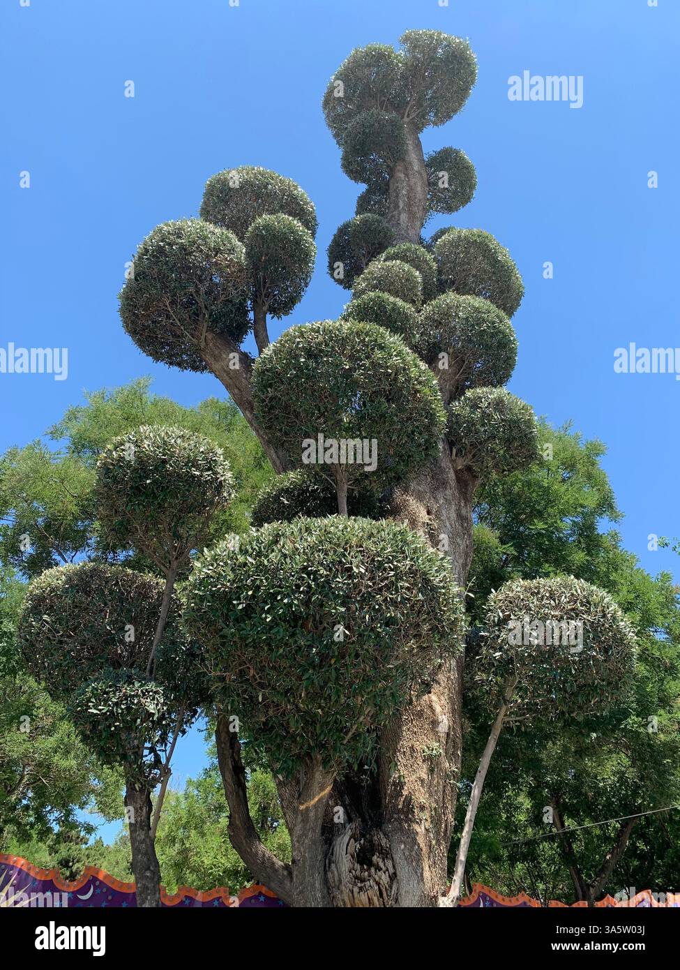 Chow Chow Welpen - Smartphone-aufgenommenes Stockfoto