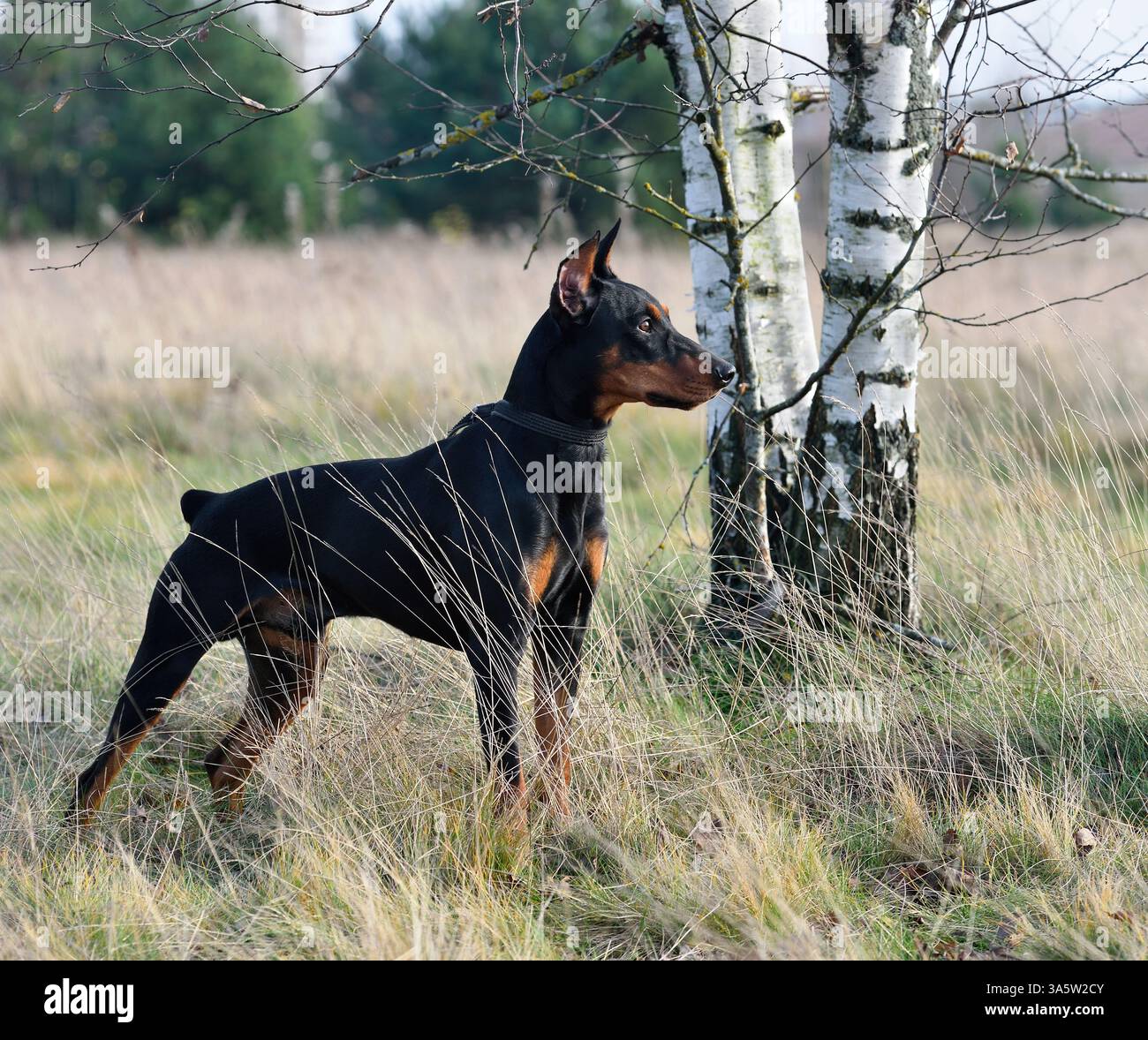 Deutscher Pinscher steht auf einem Herbstgrund Stockfoto