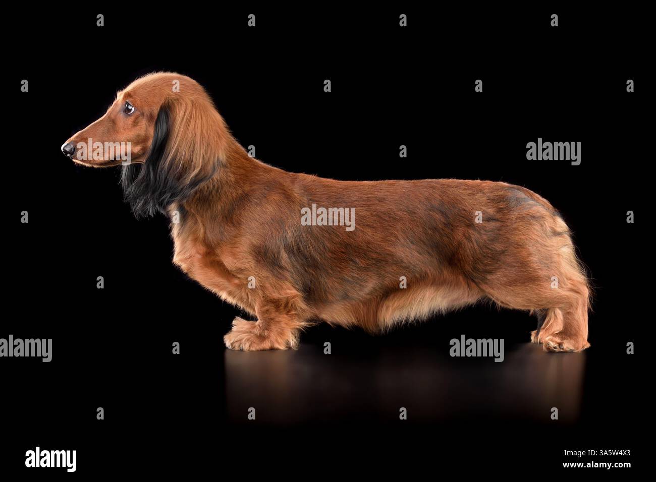 Entzückender langhaariger brauner Dackel, der auf schwarzem Hintergrund steht Stockfoto
