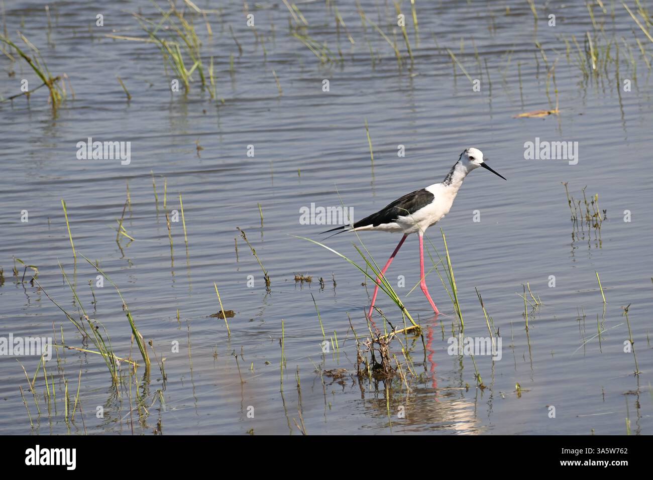 Ein schwarz geflügelter Stelzenvogel wird in den heiligen Gewässern eines Feuchtsees auf der Suche nach Nahrungssuche gesehen Stockfoto