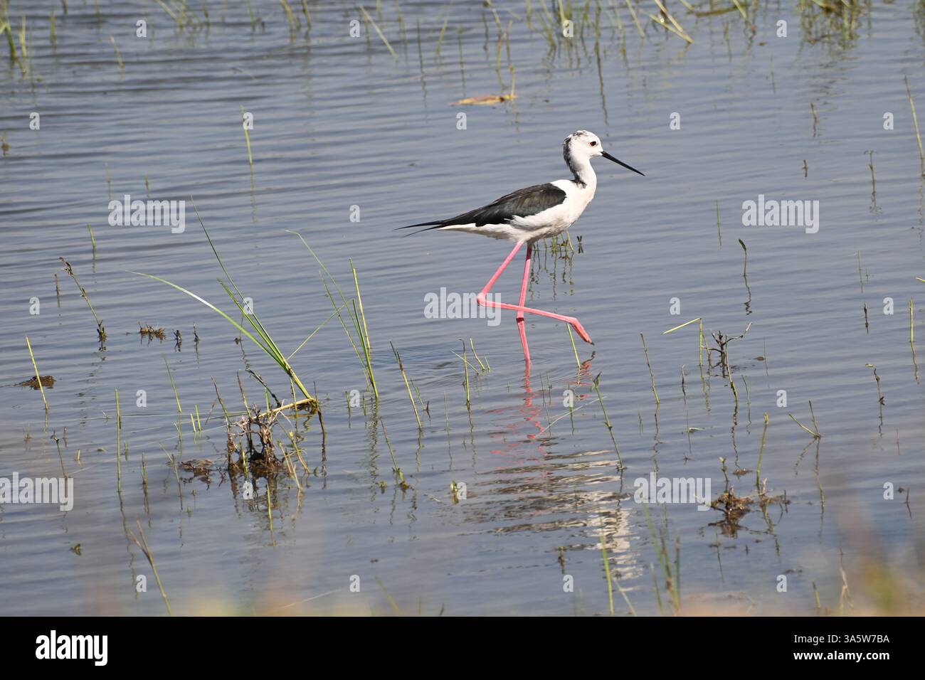 Ein schwarz geflügelter Stelzenvogel wird in den heiligen Gewässern eines Feuchtsees auf der Suche nach Nahrungssuche gesehen Stockfoto