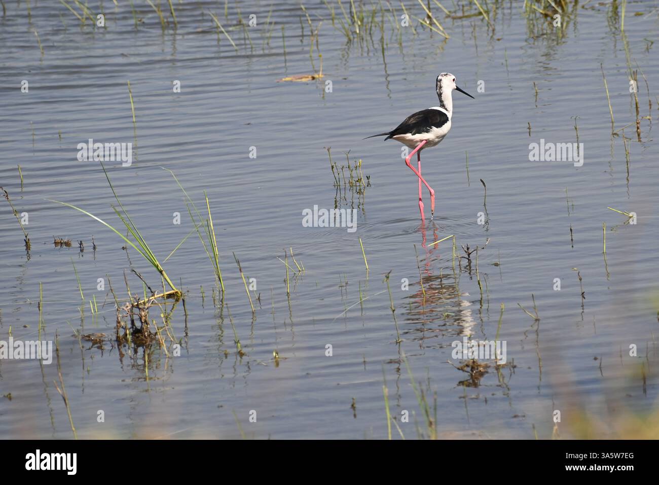 Ein schwarz geflügelter Stelzenvogel wird in den heiligen Gewässern eines Feuchtsees auf der Suche nach Nahrungssuche gesehen Stockfoto