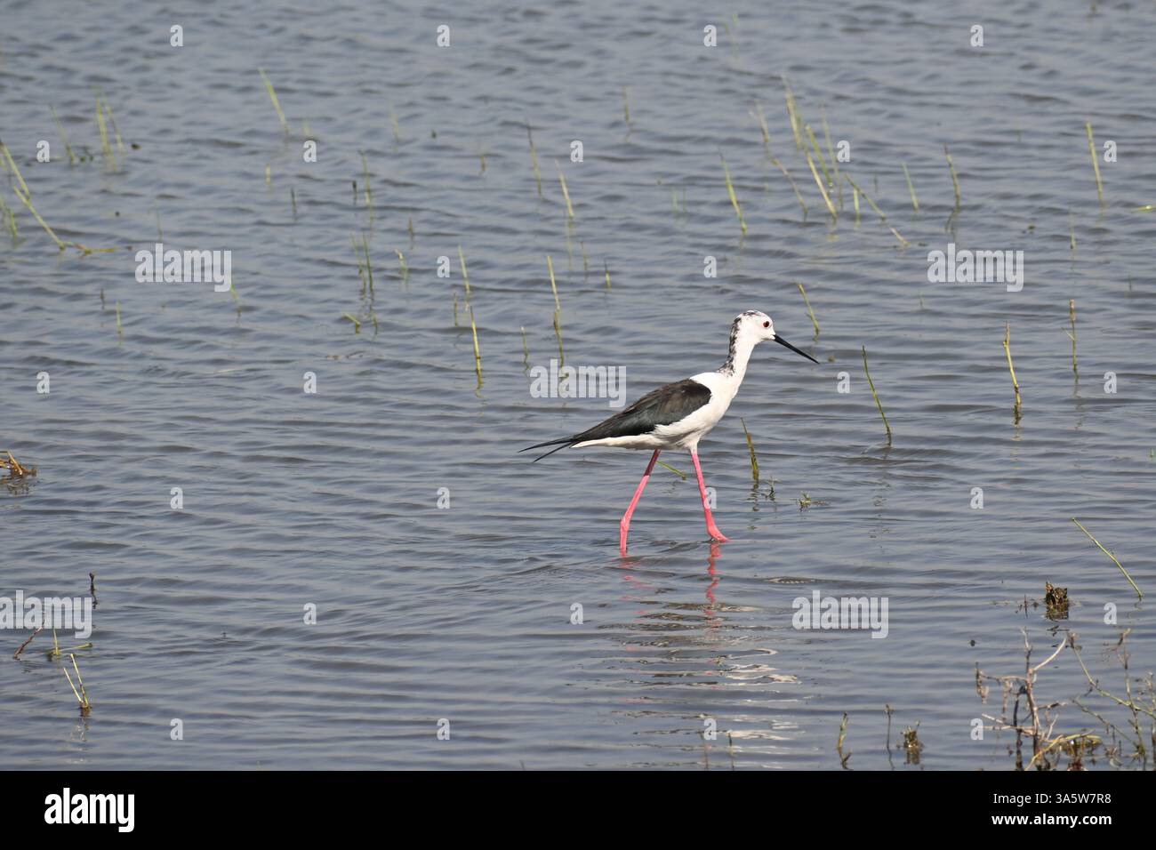 Ein schwarz geflügelter Stelzenvogel wird in den heiligen Gewässern eines Feuchtsees auf der Suche nach Nahrungssuche gesehen Stockfoto