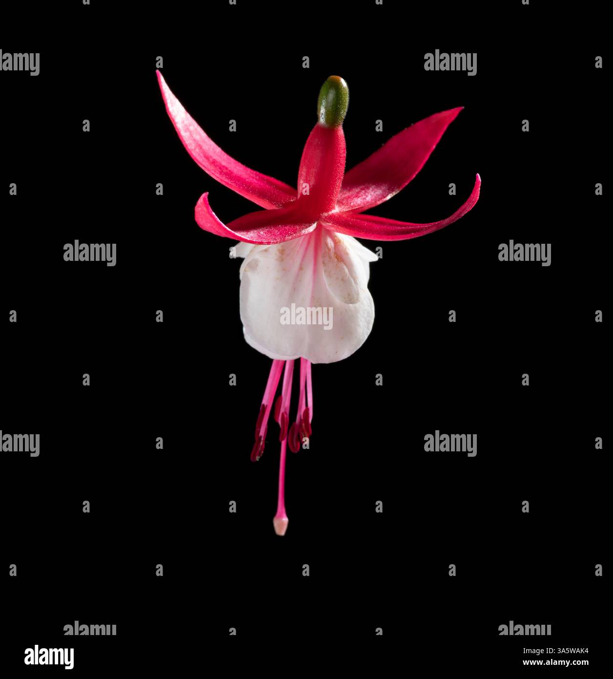 Fuchsia. Alice Hoffman Varietät. Einzelne Blume auf schwarzem Hintergrund. Stockfoto