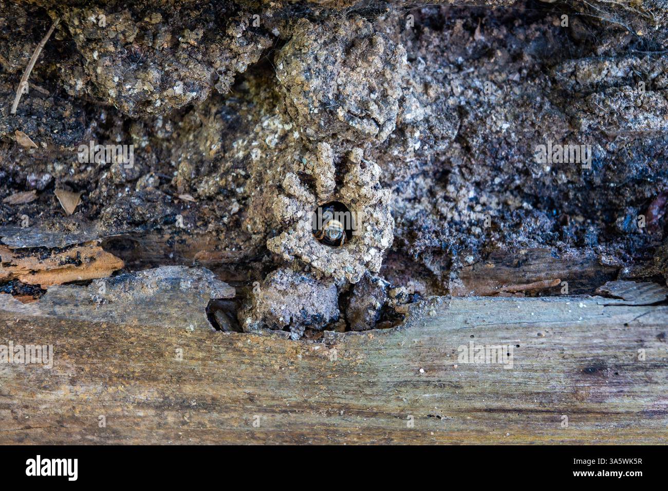 Stinklose Bienen verlassen ihren Bienenstöcke. Kuba. Stockfoto