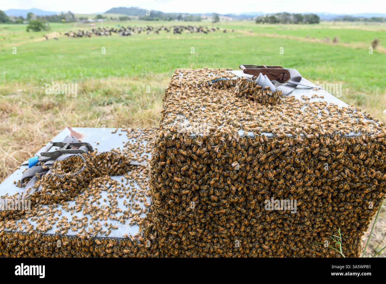 Landschaft mit einem vollen Bienenstock auf einer Wiese auf Neuseeland Stockfoto