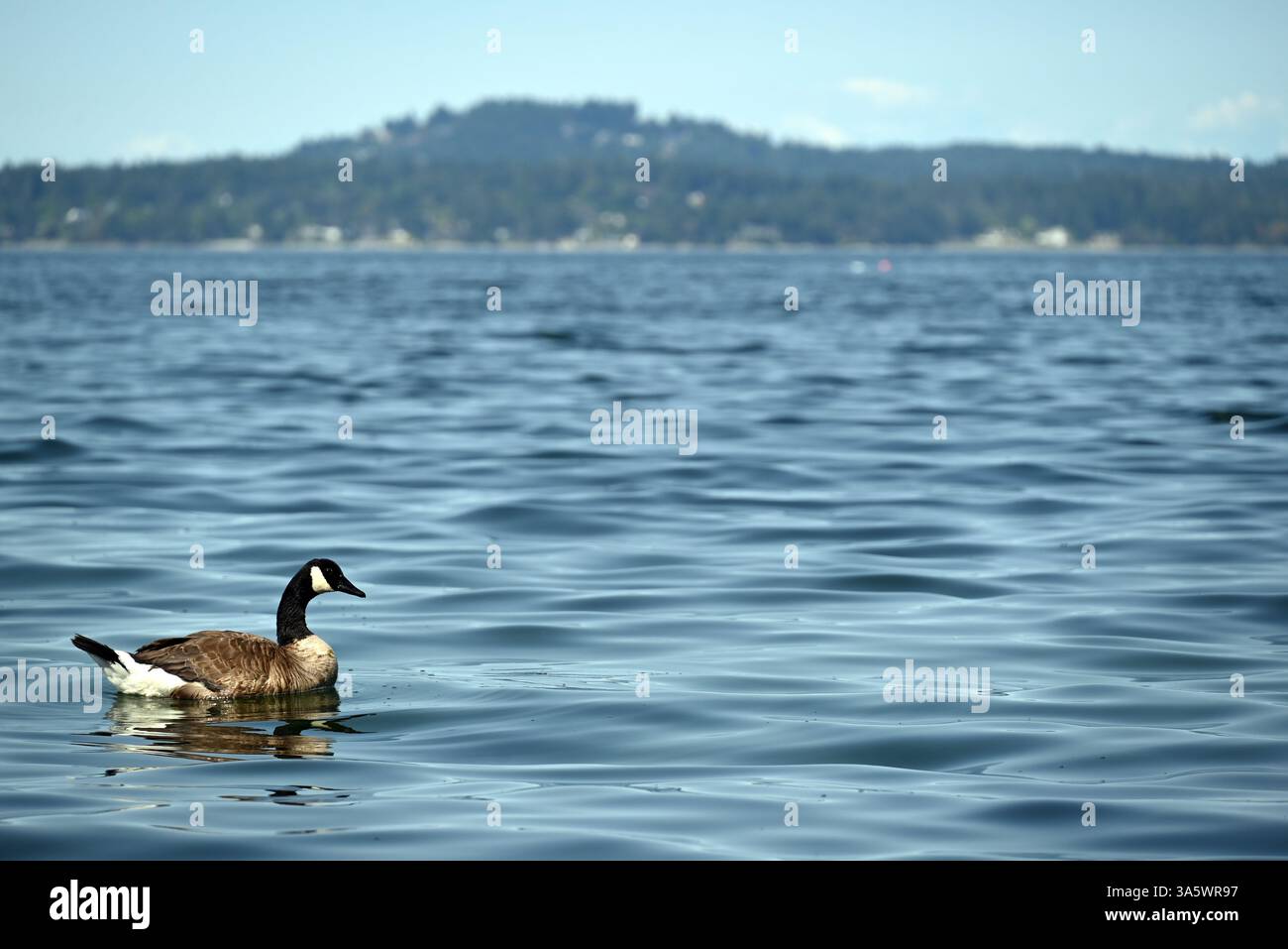 Eine einsame Kanadas-Gans in der Nähe der Küste auf der isle of Vancouver, Bristish Columbia, Kanada Stockfoto