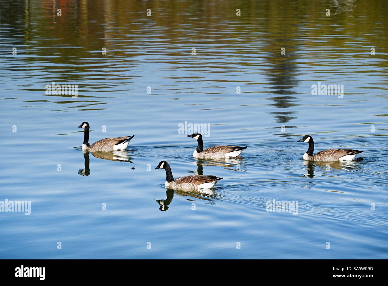 Eine Gruppe von vier Kanadas auf dem Wascana Lake in Regina, Saskatchewan, Kanada. Stockfoto