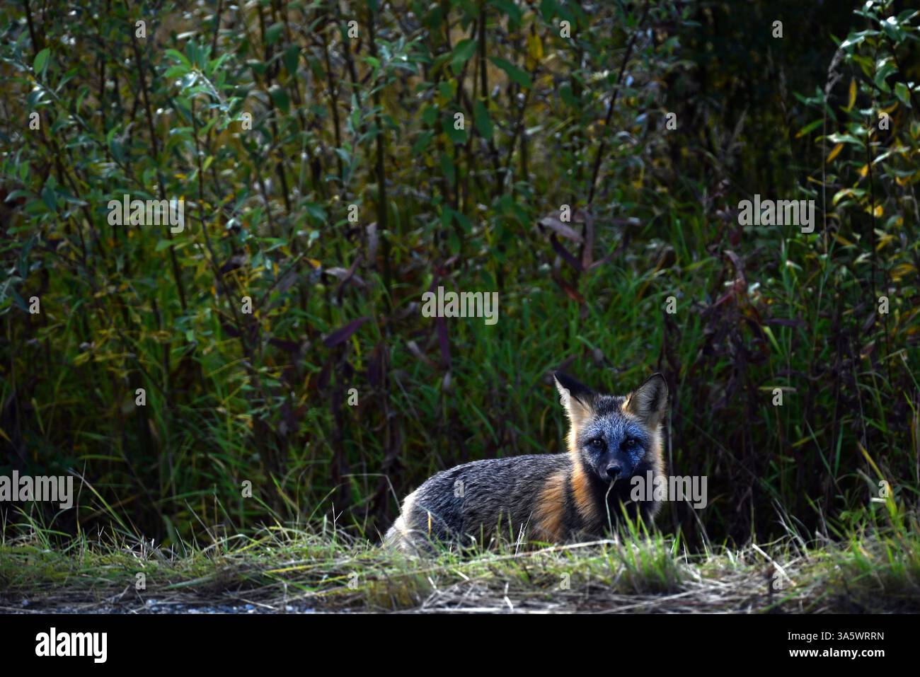 Ein einsamer, neugieriger Rotfuchs traf sich in der Nähe von Dawson City, Yukon. Stockfoto
