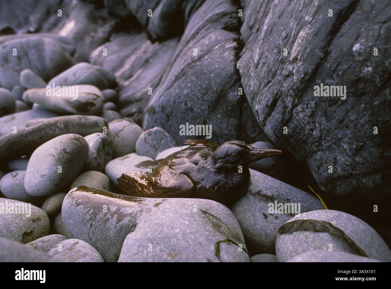 30. März 1989: Ein ölbeschichteter Seevögel kämpft am Donnerstag, den 30. März 1989, auf den Felsen am Nordufer von Seal Island auf dem Prince William Sound in Alaska. Es war der erste lebende, geölte Vogel, der zur Behandlung nach Valdez gebracht wurde. (Erik Hill/Anchorage Daily News/MCT) (Kreditbild: © Erik Hill/MCT/ZUMAPRESS.com) Stockfoto