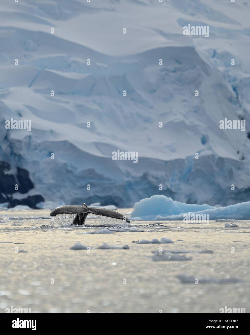Ein Buckelwal (Megaptera novaeangliae) zeigt seine Schwanzfluten, während er in der verschneiten, vereisten Wilhelmina Bay in der Antarktis taucht. Stockfoto