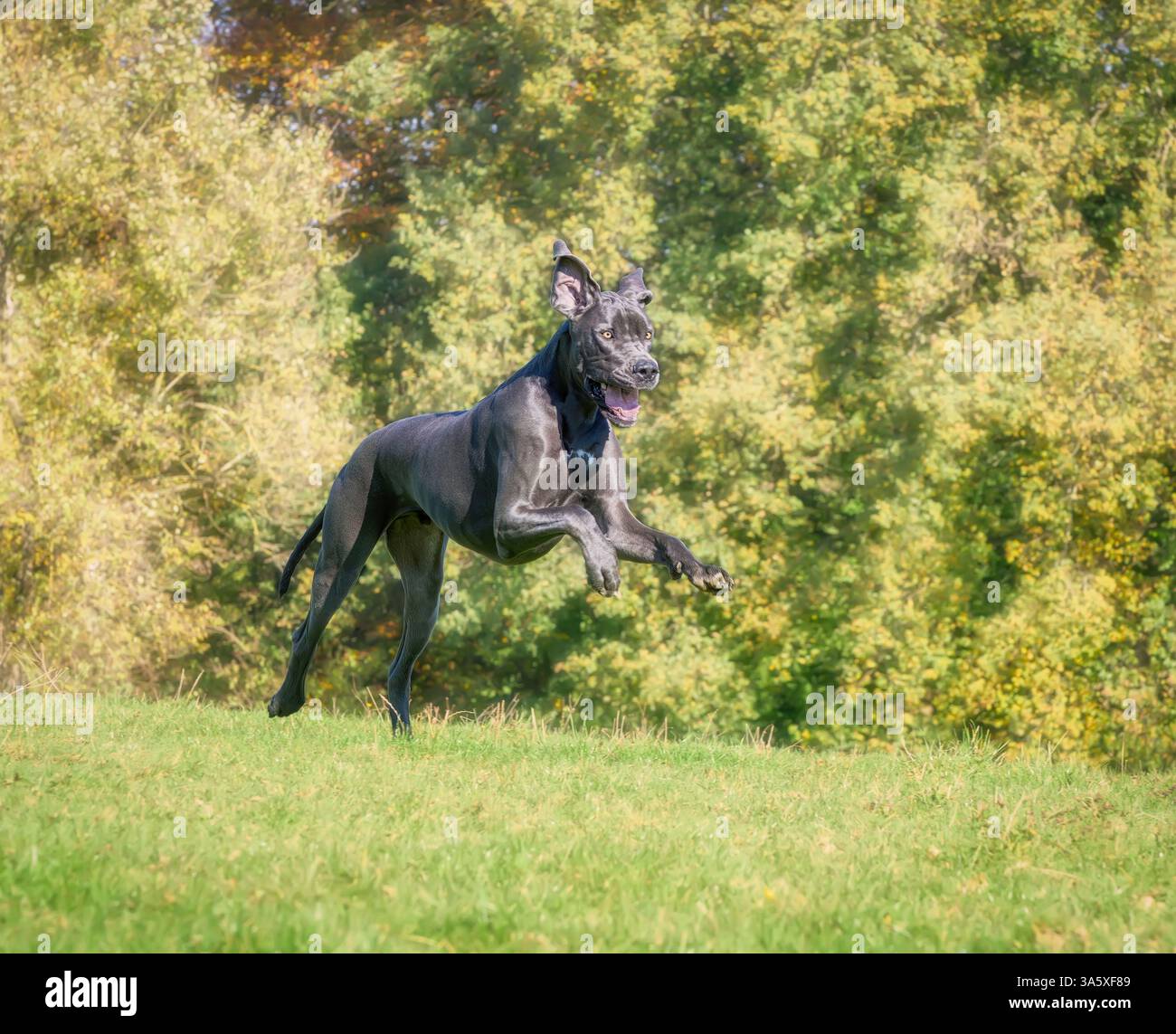 Ein glücklicher Hund, Blue Great Dane, eine der größten Hunderassen, springt und läuft fröhlich über eine grüne Graswiese, Deutschland Stockfoto