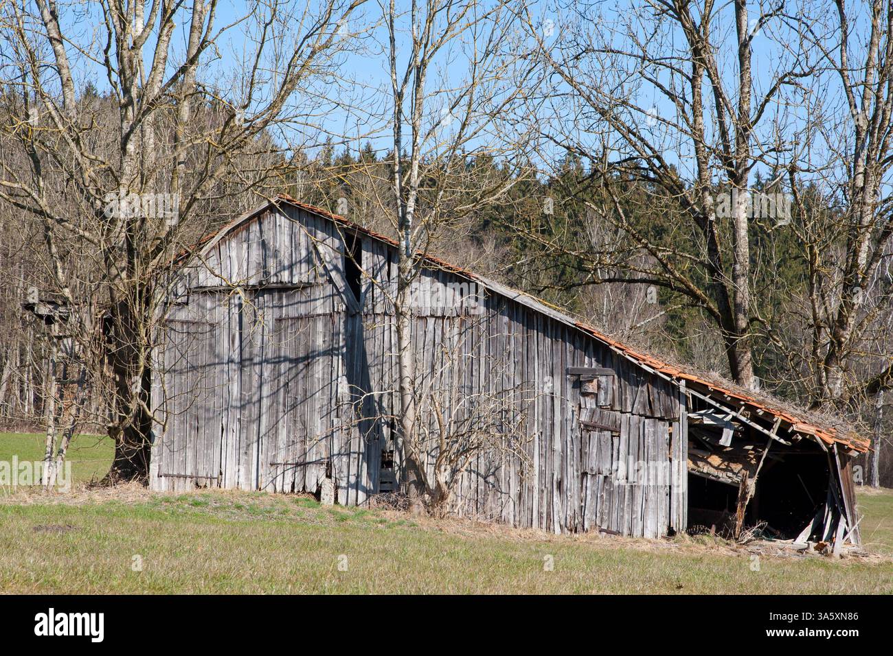Alte Holzscheunen, verwittert von der Zeit, stehen auf einer grünen Wiese in der Frühlingssonne. Stockfoto