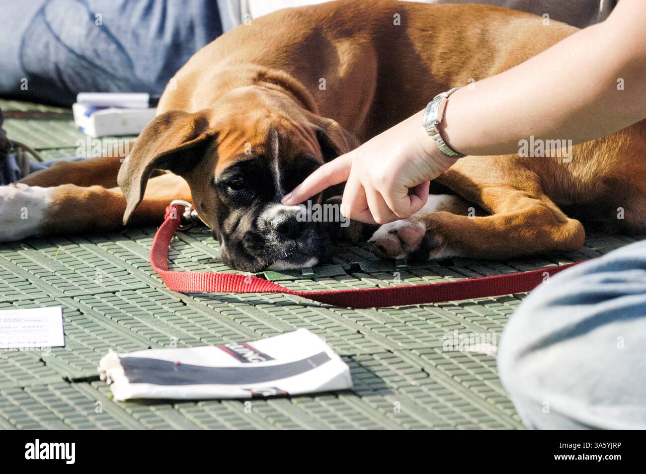BAD DOG, DOG TELL OFF, CARDIFF, 2002: A Dog is Tell OFF beim Cardiff Festival, Wales, UK im August 2002 Foto: Rob Watkins 2002 Stockfoto