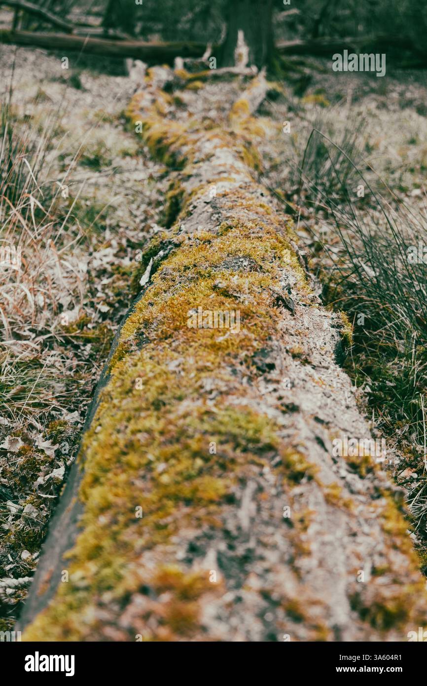 Moos wächst auf toten umgestürzten Bäumen in einem Wald Stockfoto