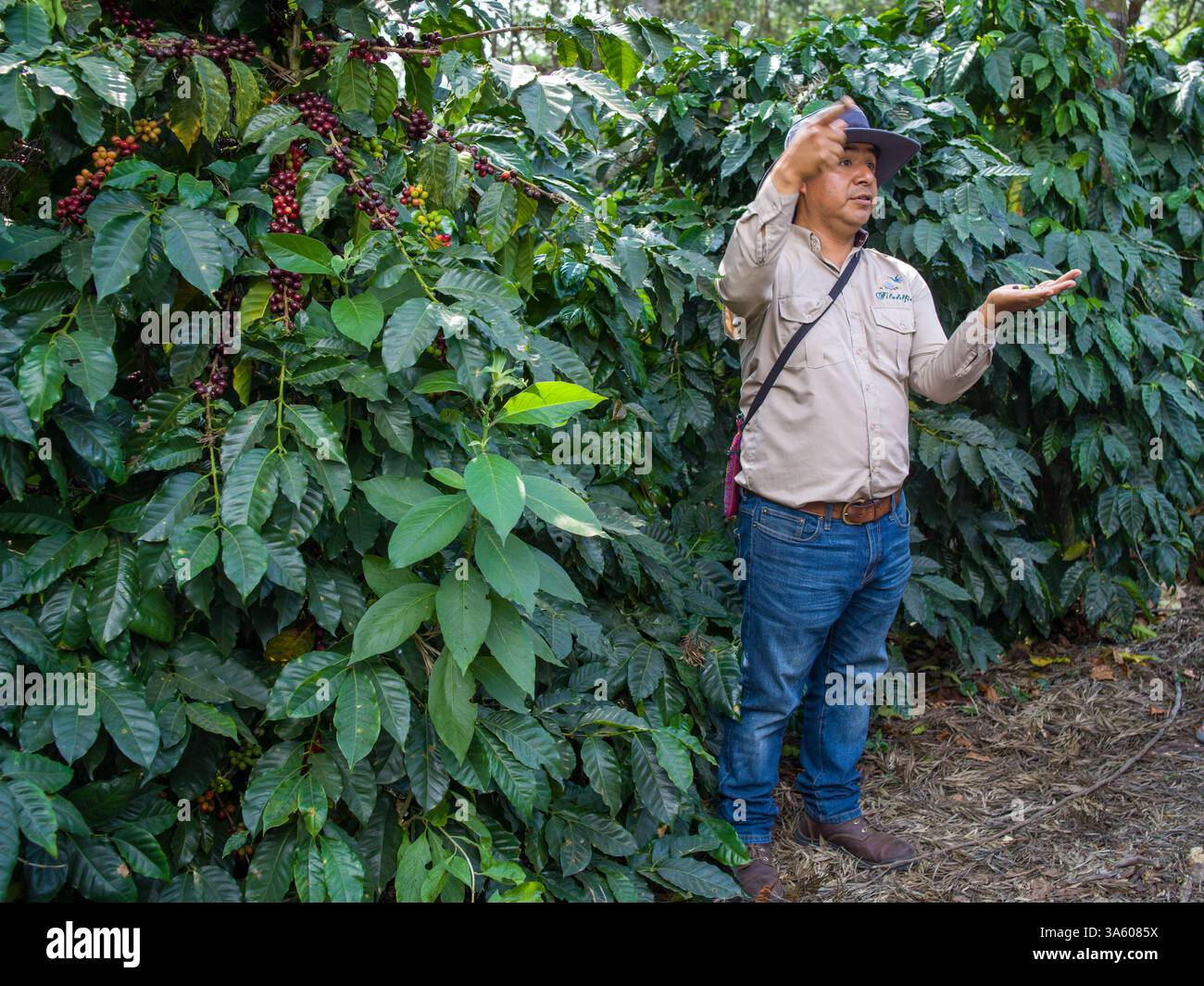 Farmer hält einen Vortrag über Kaffee in der Finca Filadelfia in Antigua Guatemala Stockfoto