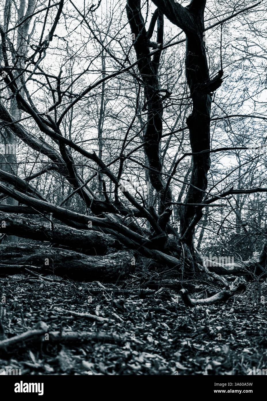 Die Zweige eines umgefallenen Baumes in einem alten englischen Wald sehen bedrohlich aus Stockfoto